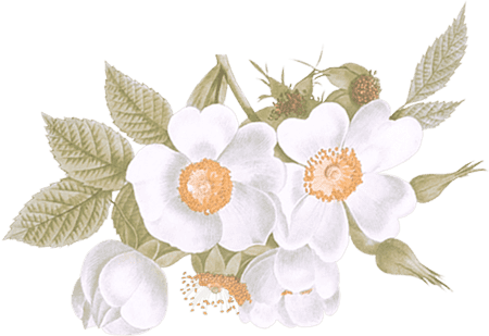 Horison flower.png