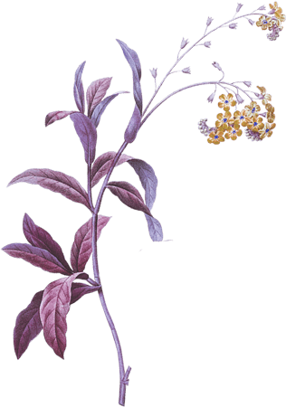 Oranmen2.lavender herb flowers whitefloral border.png
